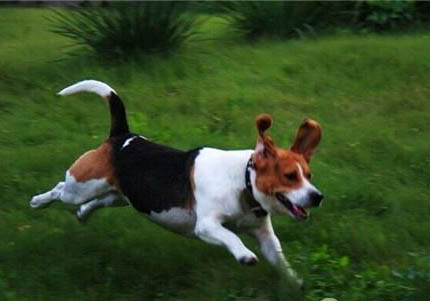 比格犬相當于人幾歲的智商？