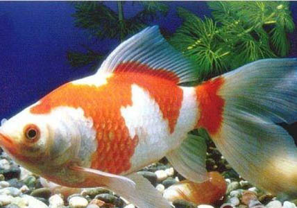 草金魚多久喂一次？