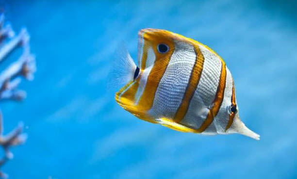 釣魚早上釣深水好還是淺水好