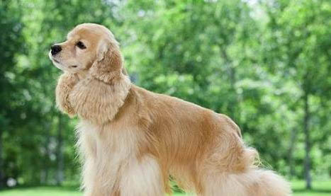 美國可卡犬多少錢一只？