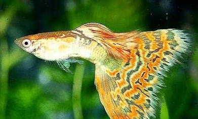 初學釣魚如何選擇魚竿調性