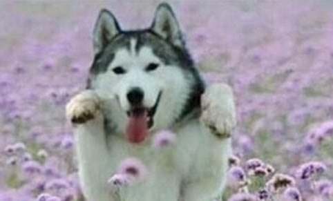 怎么訓練哈士奇犬不亂咬東西