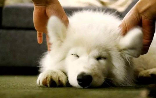 葡萄牙波登可犬老喝水是什么原因