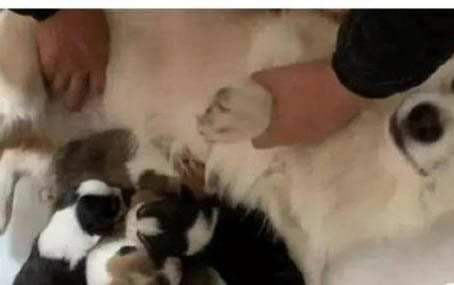 母狗生完小狗多久可以洗澡