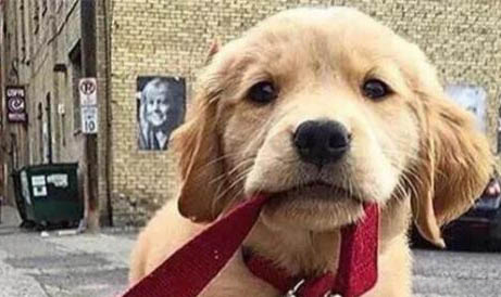 金毛犬什么時候磨牙