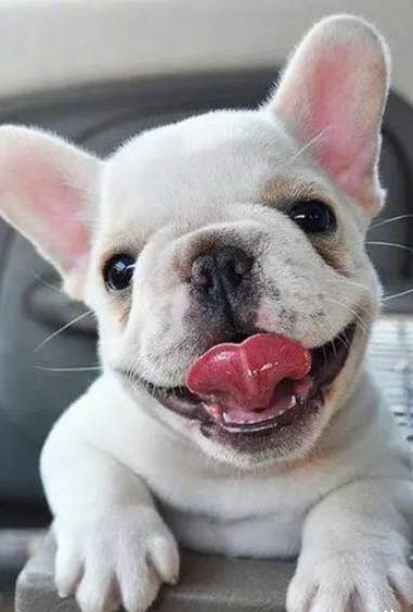 法國斗牛犬有哪些缺點