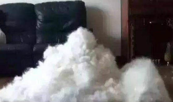 狗狗可以吃枇杷嗎