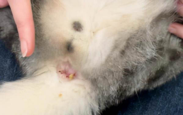 小貓崽幾天睜眼睛