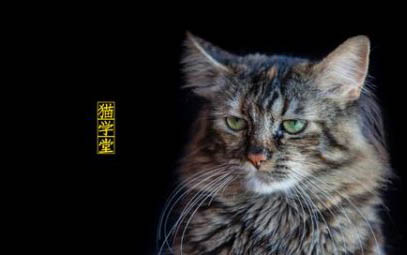 小貓打噴嚏流鼻涕還吐了怎么回事