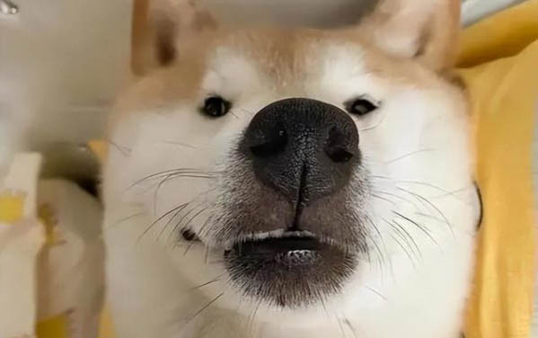 狗狗發燒有哪些癥狀和治療方法