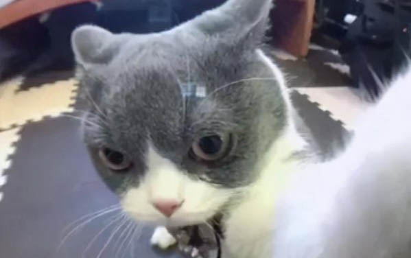 貓咪體內寄生蟲有哪些