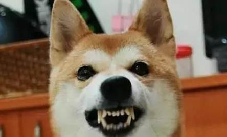 狗狗得了肝炎需要輸液幾天