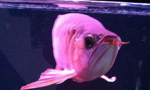 夏天熱帶魚幾天換水