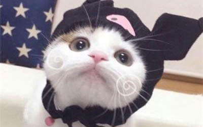 小貓不吃東西一直吐,該怎么辦?