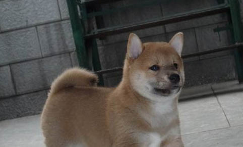 狗狗拉稀還放屁