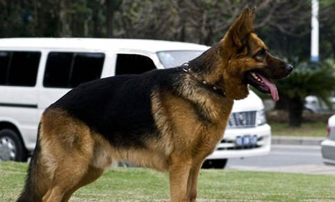 藍(lán)灣牧羊犬幼崽多少錢一只