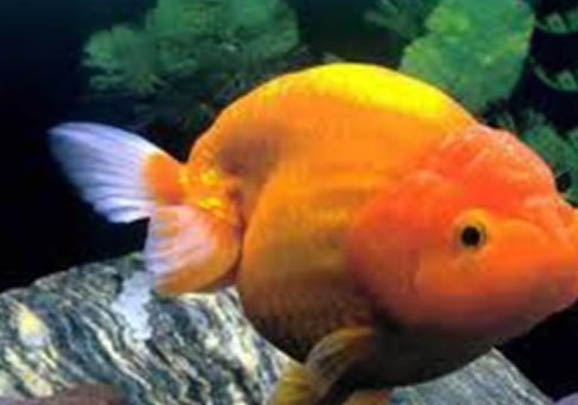 金魚為什么不產卵