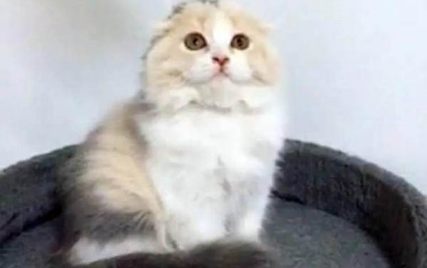 貓咪拉黃水是貓瘟嗎？