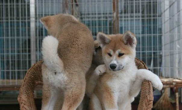 秋田犬和柴犬區分