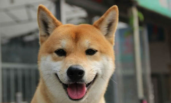 柴犬和豆柴犬有什么區別