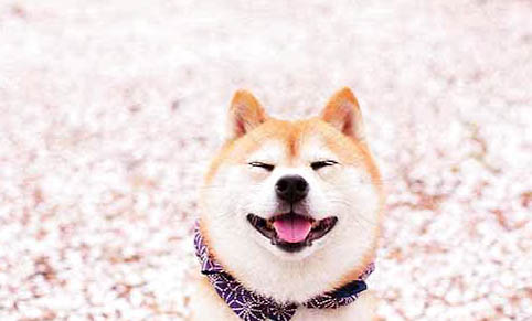 柴犬的平均壽命多少年