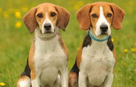 比格犬和柯基犬哪個好