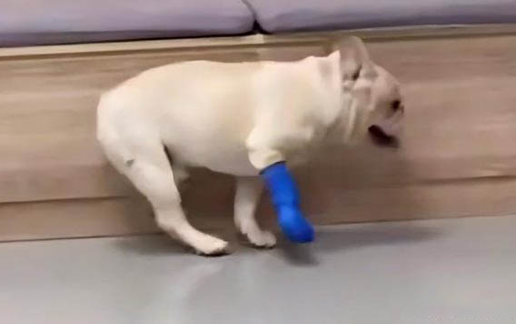 狗狗拉稀是什么原因及處理方法