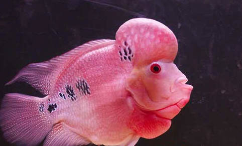 養(yǎng)魚水質(zhì)不好怎么辦