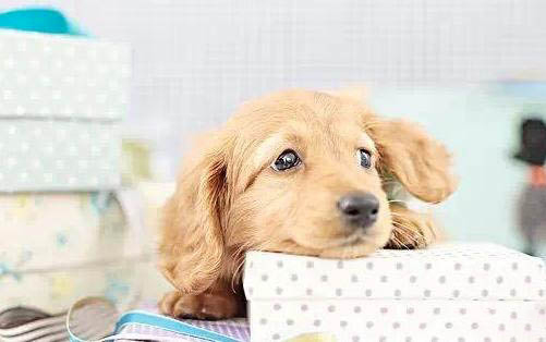 狗狗能吃人的咳嗽藥嗎