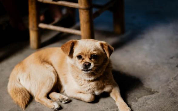 狗狗嗓子啞了吃什么藥