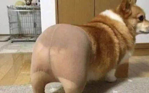 兩個月的狗狗吃什么零食