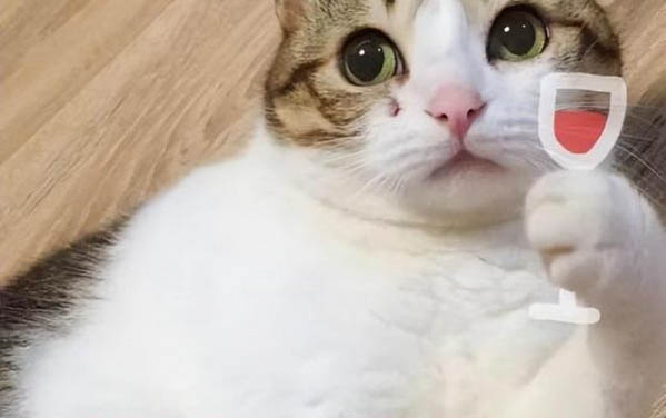 貓吃蘋果么