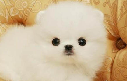 博美犬哪里買