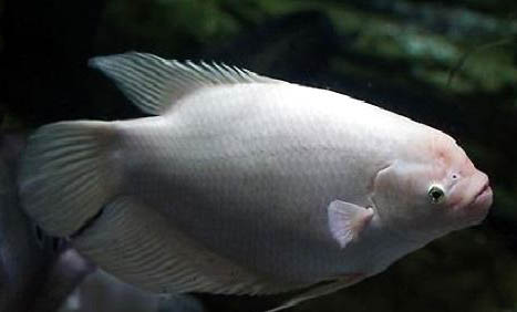 招財魚的水溫