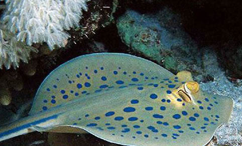 黃貂魚和鰩魚有什么區別