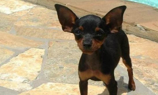 為什么不能養小鹿犬？