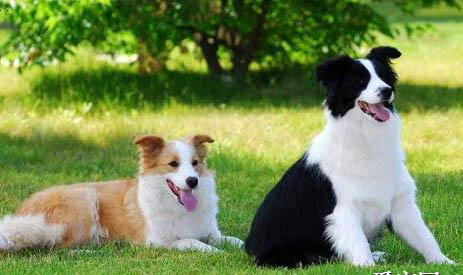 蘇格蘭牧羊犬細小打針后嗜睡