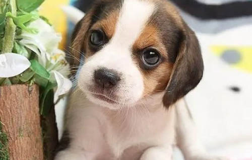 幼犬一般多久才接受主人？