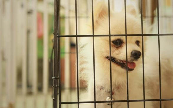 三個月泰迪狗怎么訓練大小便
