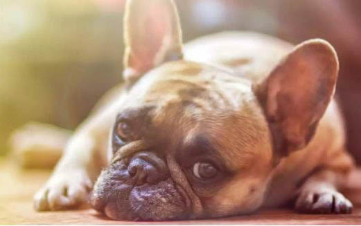 狗狗中暑多久會死？