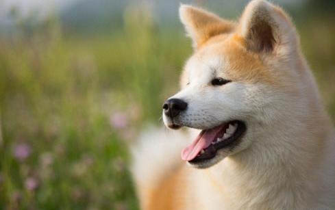 狗狗心臟病可以活多久