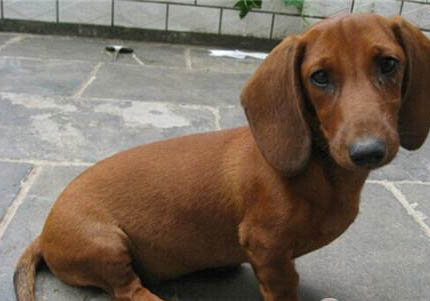 臘腸犬好養嗎