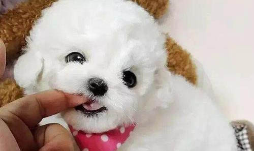 英系博美犬價格
