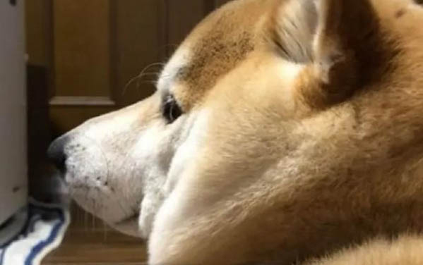 狗狗年紀大了憋不住尿怎么辦