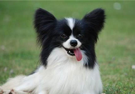 蝴蝶犬幼犬如何飼養(yǎng)
