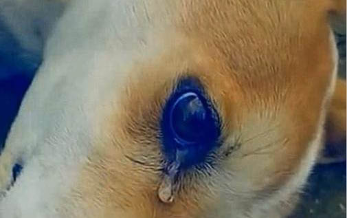 狗狗為什么會得細小膿皮癥？