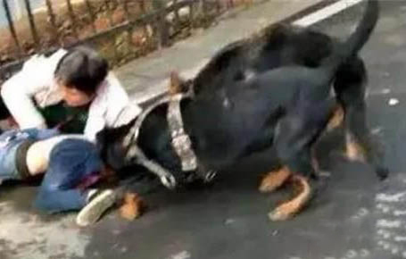狗狗產后消炎方法