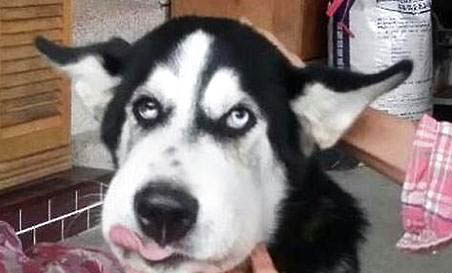 狗狗秋天需要注意什么