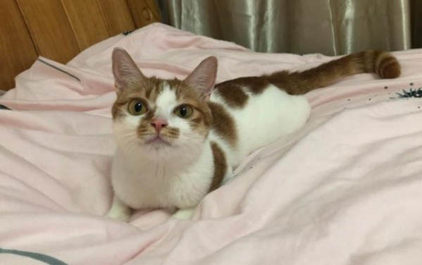 小貓貓蘚可以自愈嗎