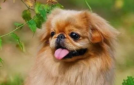 京巴狗幼犬如飼養(yǎng)